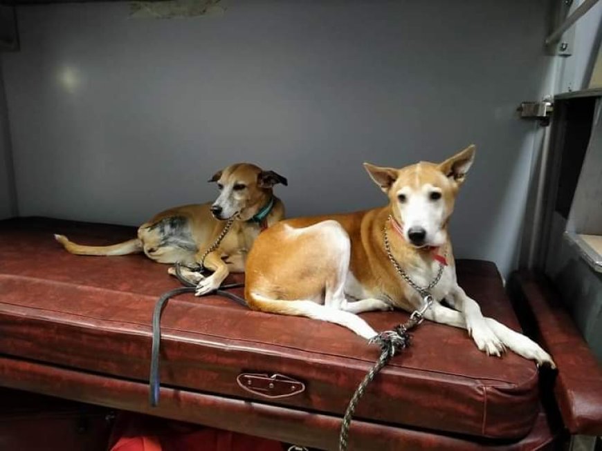 Kolkata Woman Honors Late Dog with Yearly Lakshmi Pooja