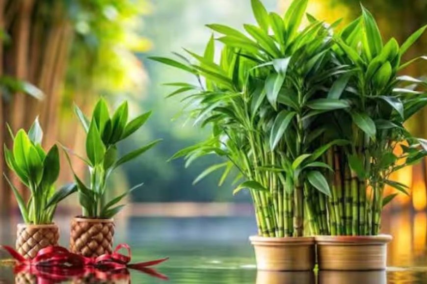 Buy these auspicious plants in dhanteras 2024 to bring wealth and prosperity in life