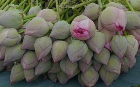 রাত থাকতেই উঠে পড়েন বাবর, তাঁর চাষ করা ফুলেই পুজো হবে দশভূজার